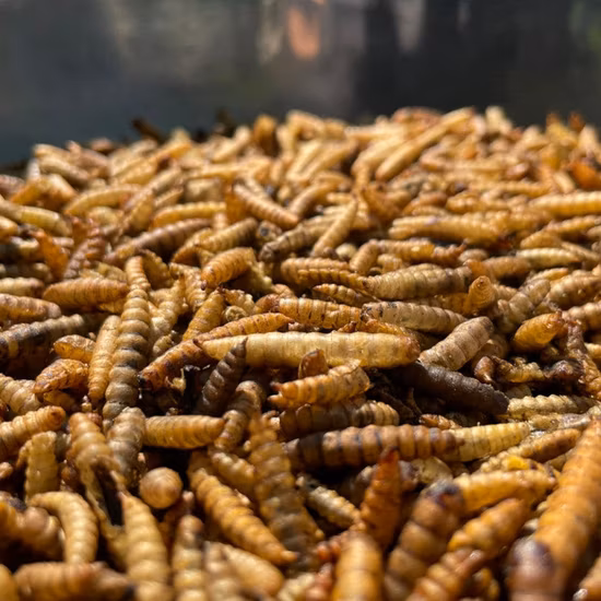 Aquaculture Immune Polysaccharide Oligosaccharide Protects Liver, Gallbladder Fish, Shrimp, Crab, Sea Cucumber, Resist Stress, Supplement Nutrition and Promote